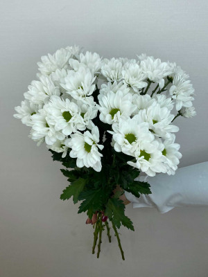 Цветы поштучно: Хризантемы кустовые белые